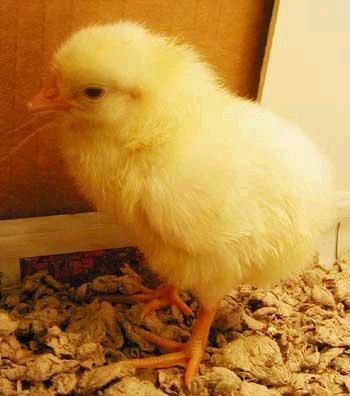 chick.jpg